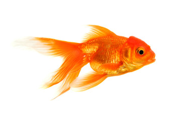 goldfish isolated on white background
