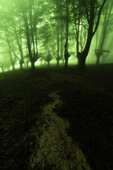 Obraz premium path to the mysterious forest