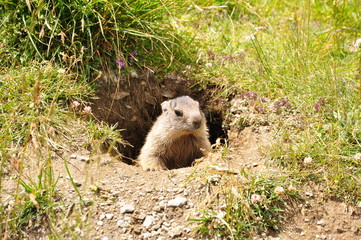 Alpenmurmeltier im Zillertal / Österreich