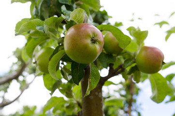 Appel tree