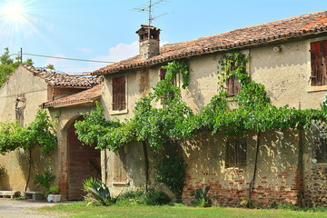 Fototapeta na wymiar The old house and the vineyard
