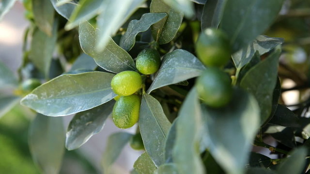Fortunella japonica (cumquat). Natural background with cumquat fruits in foliage.