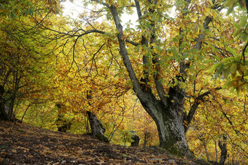 Paisaje otoñal de bosque de castaños