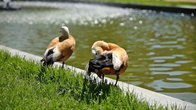 The ruddy shelducks (Tadorna ferruginea) stay on the bank of a pond. Sunny summer morning.
