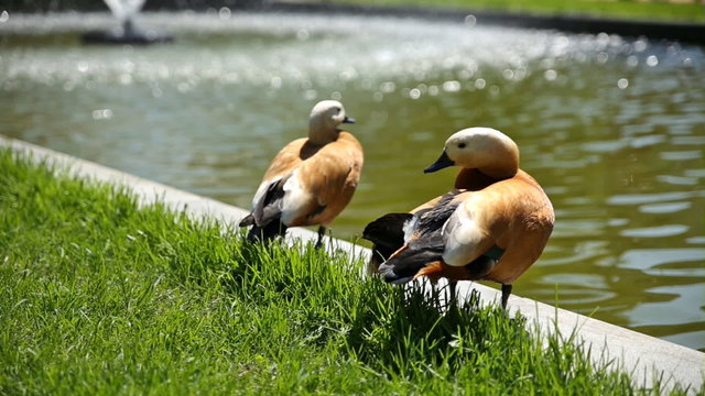 The ruddy shelducks (Tadorna ferruginea) stay on the bank of a pond. Sunny summer morning.