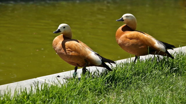 The ruddy shelducks (Tadorna ferruginea) stay on the bank of a pond. Sunny summer morning.