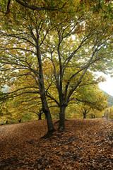 Obraz premium Paisaje otoñal de bosque de castaños