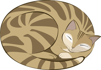 gatto tigrato marrone che dorme acciambellato - obrazy, fototapety, plakaty