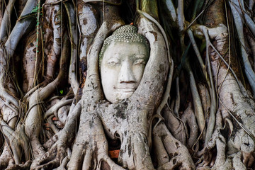 Big face statue in the root of tree