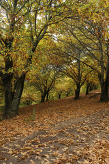 Paisaje otoñal de bosque de castaños