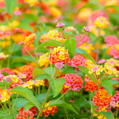 beautiful blooming Lantana camara, blur flowers background, clos