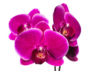 Naklejka na ściany i meble Blooming beautiful lilac orchid with bandlet is isolated on whit