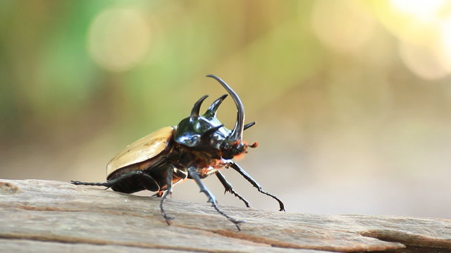 flying yellow five horned beetle 