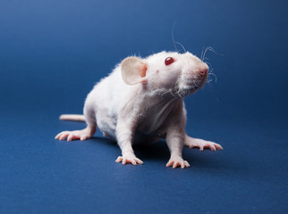 Portrait of a rat with red eyes
