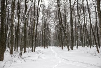 New Year landscape of mysterious winter forest with snowstorm an