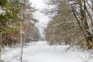 New Year landscape of mysterious winter forest with snowstorm, R