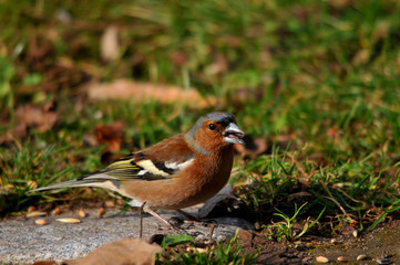 Buchfinkh&auml;hnchen 