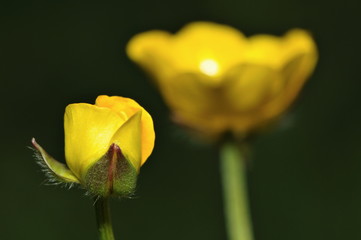 Butterblumenbl&uuml;te