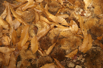 Paisaje otoñal de bosque de castaños