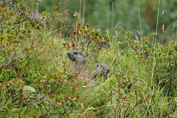 Murmeltiere auf dem Fellhorn 