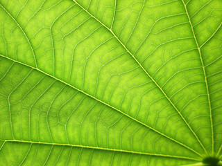 close up pattern of green  leaf surface background