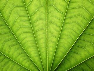 macro pattern of green growing leaf surface