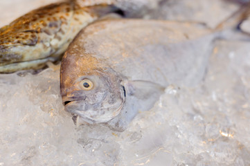 Thin focus on sea fish eye