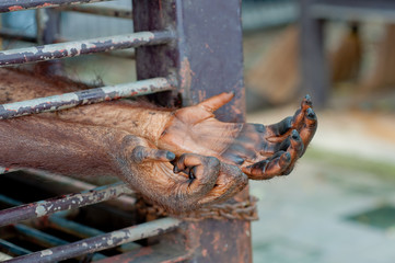 Orangutan hand in the cage