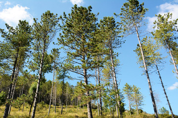 Fototapeta premium Trees