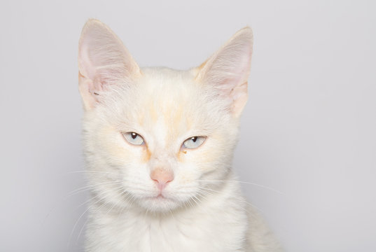 Piccolo micio con gli occhi chiari