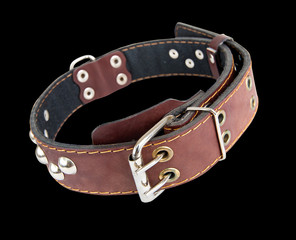 Leather collar for dogs with metal rivets. Isolated.