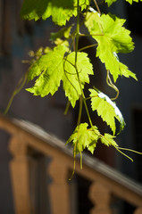 Feuilles de vigne au soleil