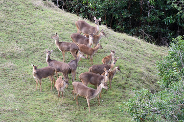 cerf à l'île maurice