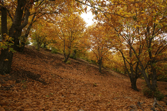 Castaños del valle del Genal en la estación del otoño, Málaga