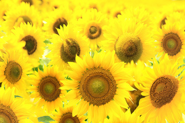 Fototapeta premium Field with sunflowers.