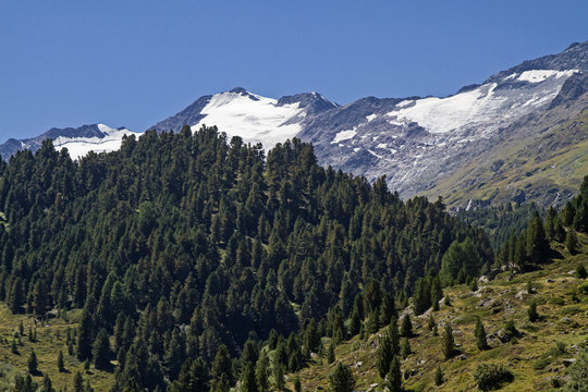 Zirbenwald in Obergurgl