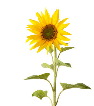 A single sunflower isolated on a white background