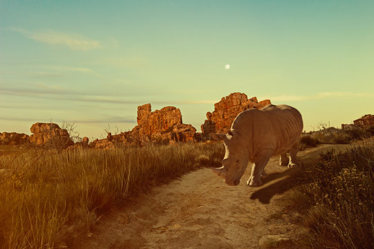 The roads are unpredictable evening./   African white rhino walks alone down the path, possibly strontium home.