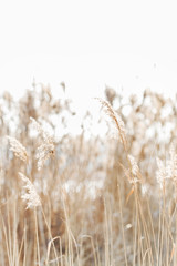 Fototapeta premium Seedy reed stalks