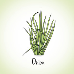 Onion Herbs and Spices.