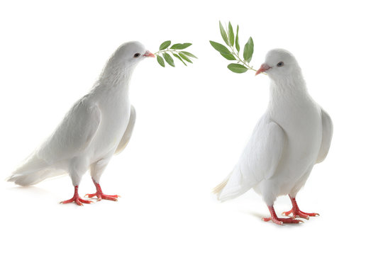 two white pigeon