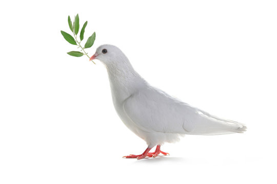 white pigeon