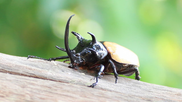 yellow five horned beetle in Thailand 