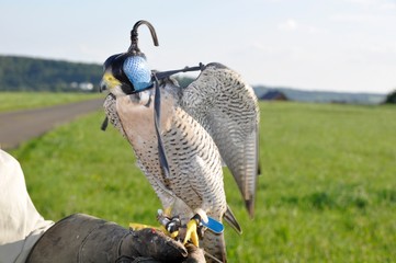 Wanderfalke mit Haube