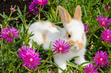 Coniglietto tra i fiori 