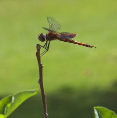 Golden dragonfly