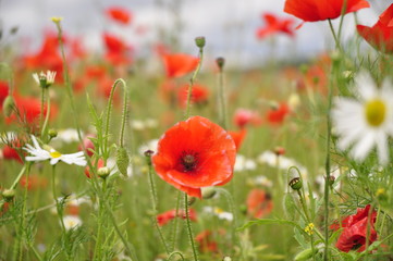 Obraz premium Red Flow of Poppies in a Field