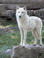 Obraz premium loup blanc debout sur la roche