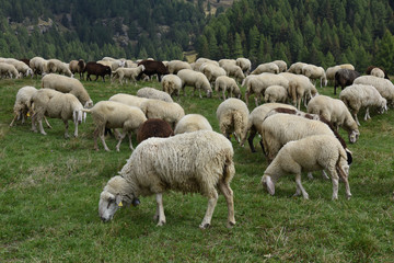 pecora pecore allevamento pascolo pascolare 