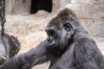 primer plano de un gorila adulto espalda plateada
